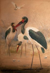 Cigogne à bec en selle (Xenorhynchus senegalensis), 1856-67